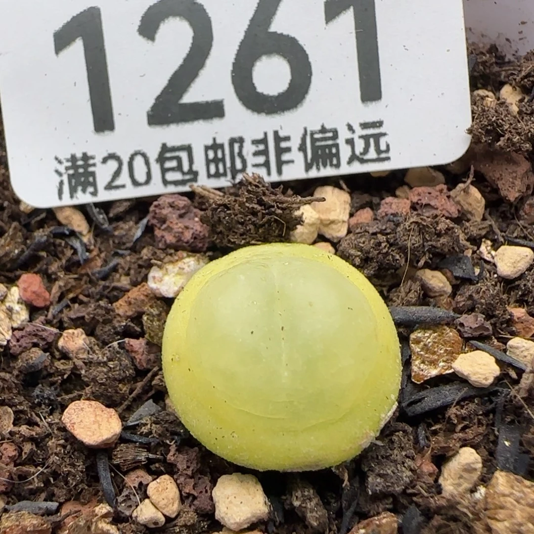 带盆土拉登1.3➕。  1200带盆土。