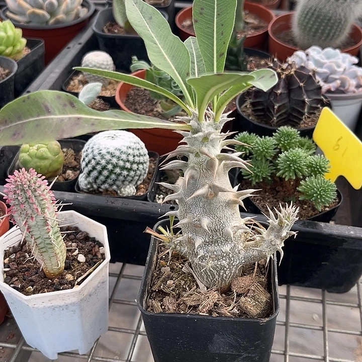 我也不知道我为什么要