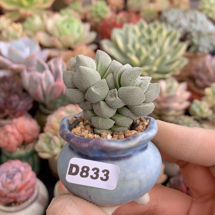 一物一拍含盆土满38包邮D833