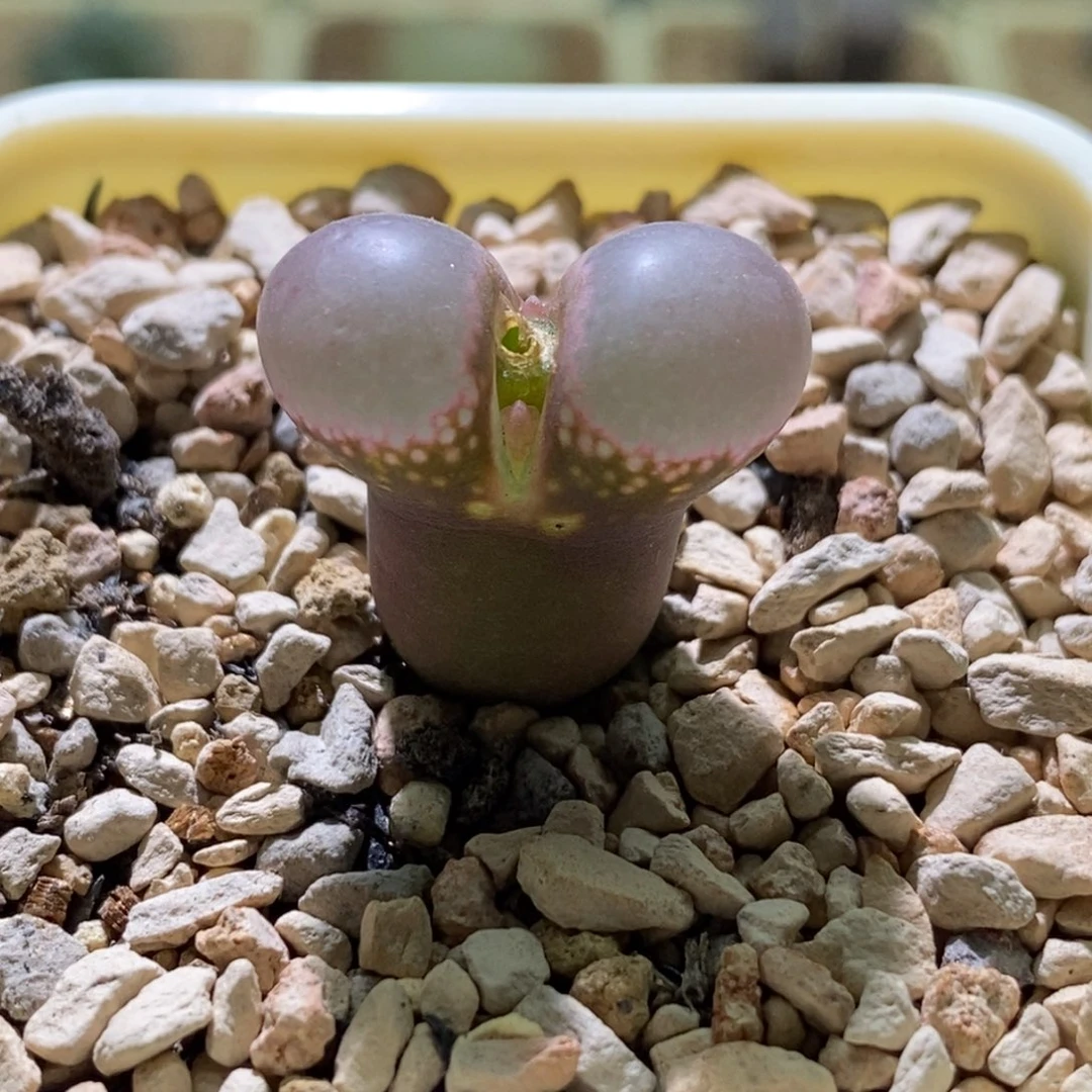 mesa种缘1802.1黑眼豆豆