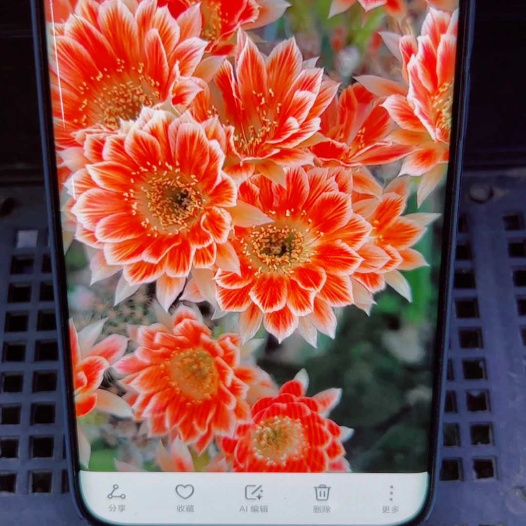 下93丽花貂蝉歪无根侧芽2公分左右20包邮