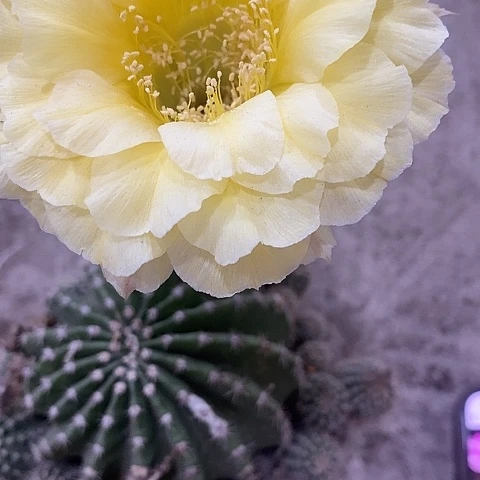 娇媚仙人球，258900