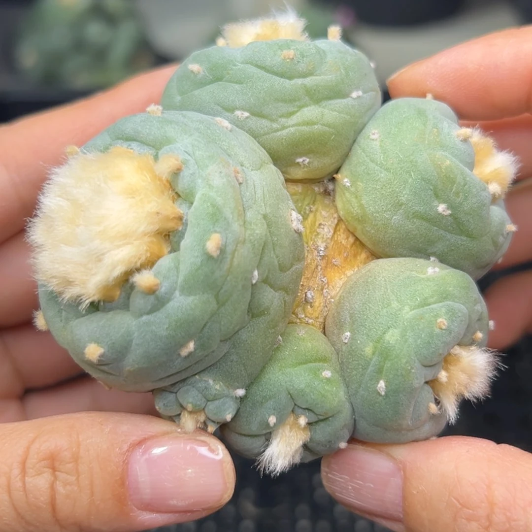 638 有根 仙人球的话