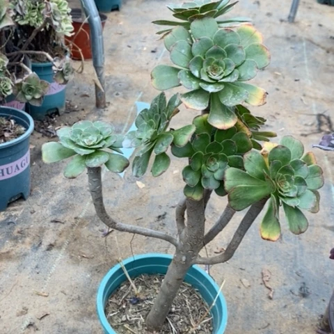 拉丝景多肉植物85号