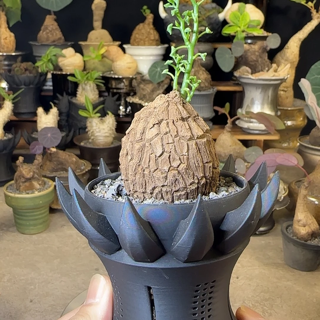 一物一拍老家龙甲龟46