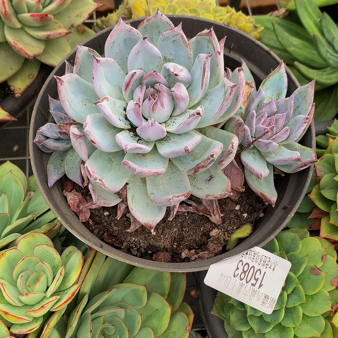 小***子   黑天鹅多肉15083