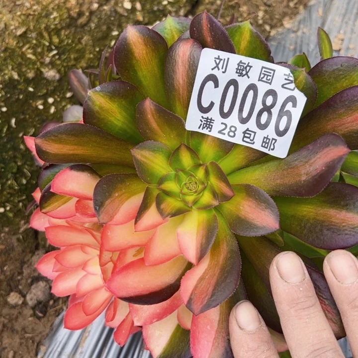 0086多肉植物流星雨