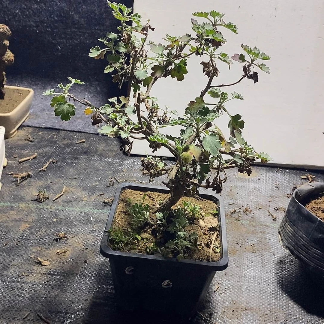 大***_完全开放盆景菊花