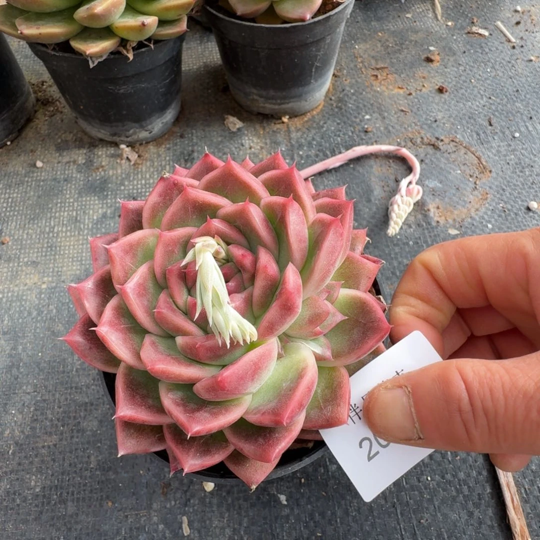 多肉杂交一物一拍20-52