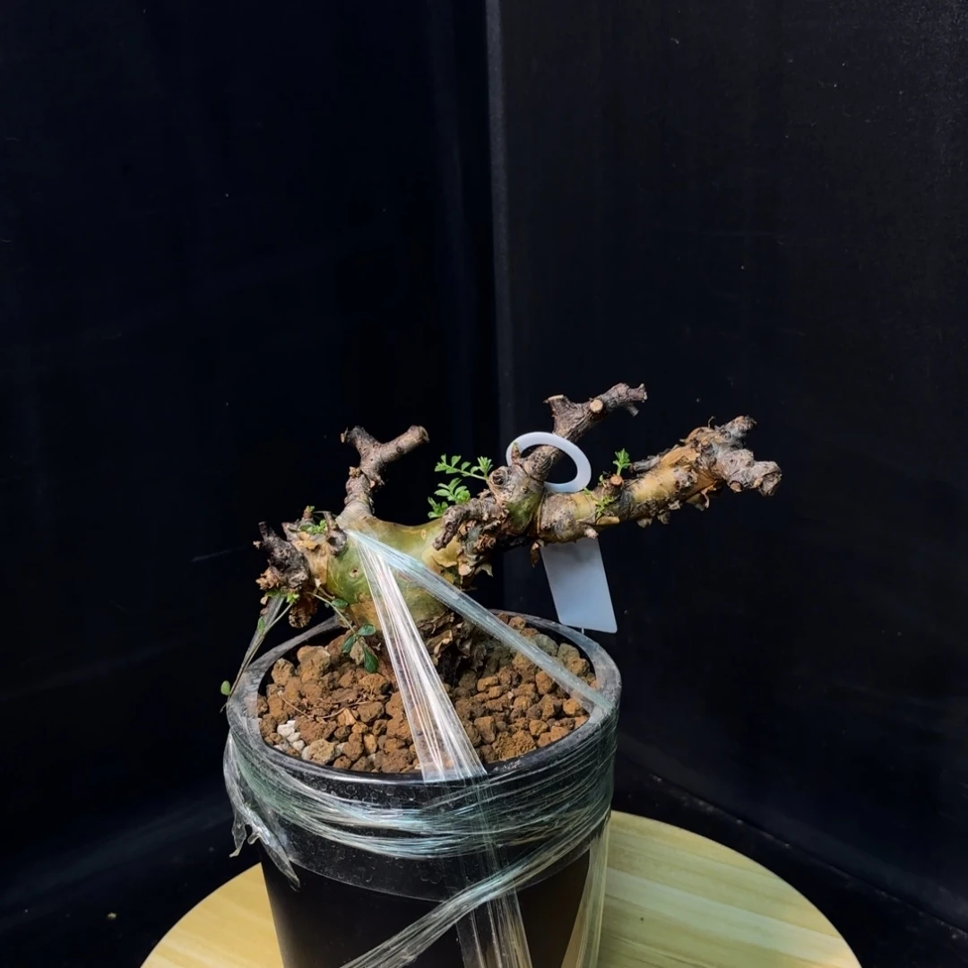 羽叶没药产地福利