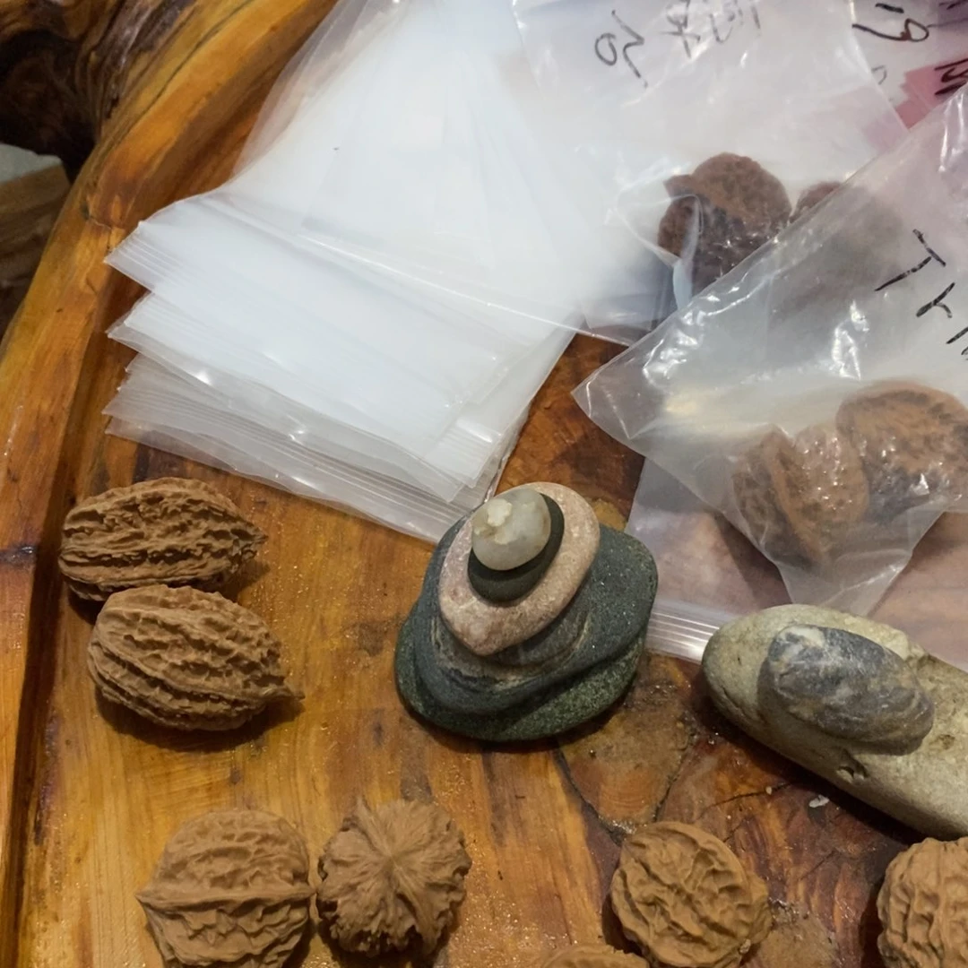 承****）秦岭森林中出现许多鸟类或