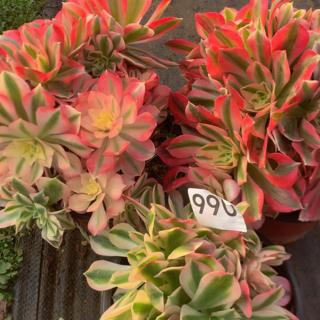 990特价组合有砍多肉植物