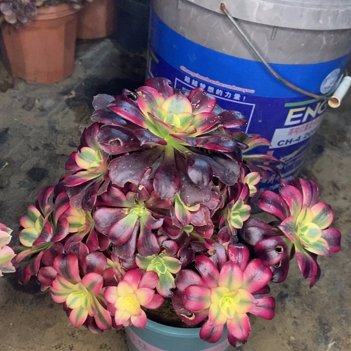 美杜莎多肉植物17。