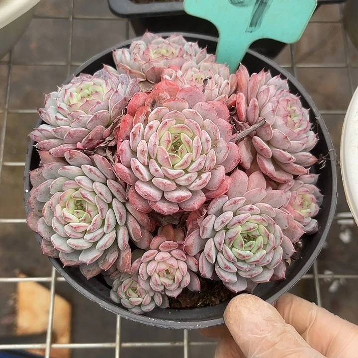 两单包邮，一物一拍9白胖子