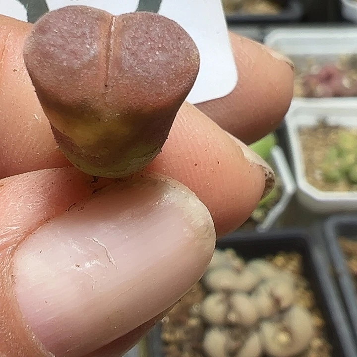 122号风铃多肉植物