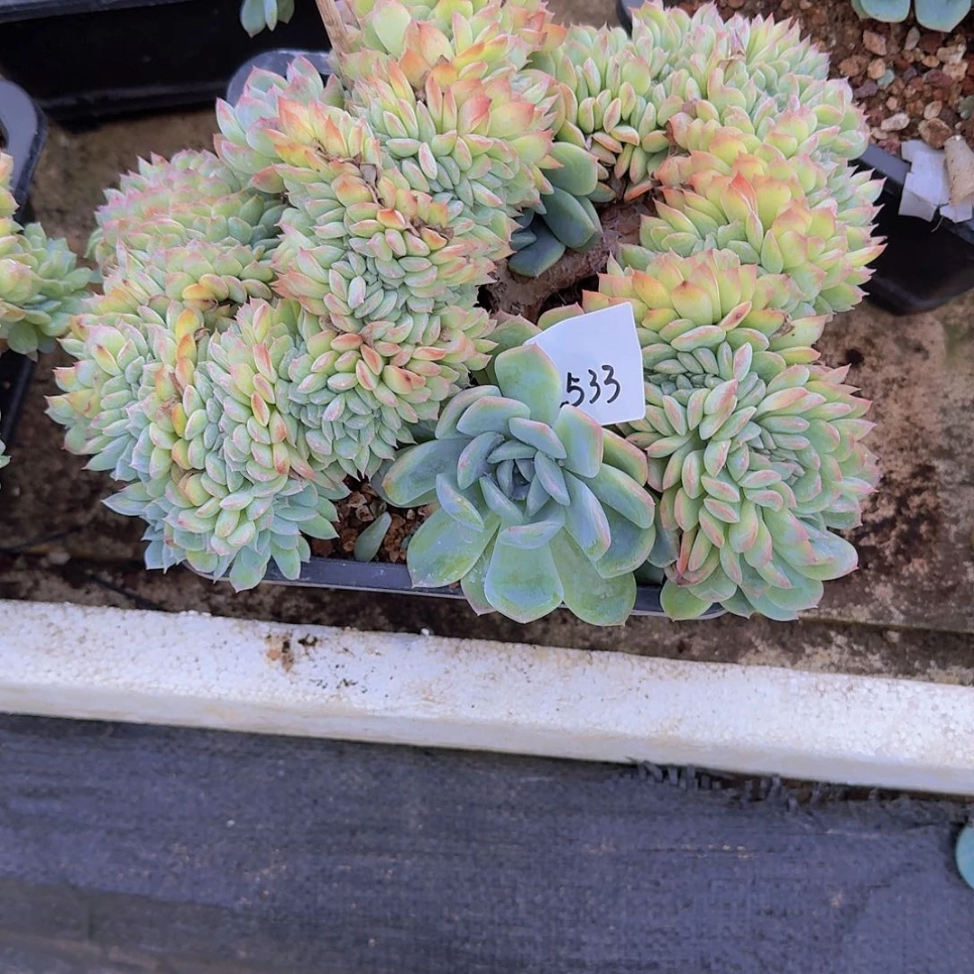 来***张2533莎莎缀多肉植物