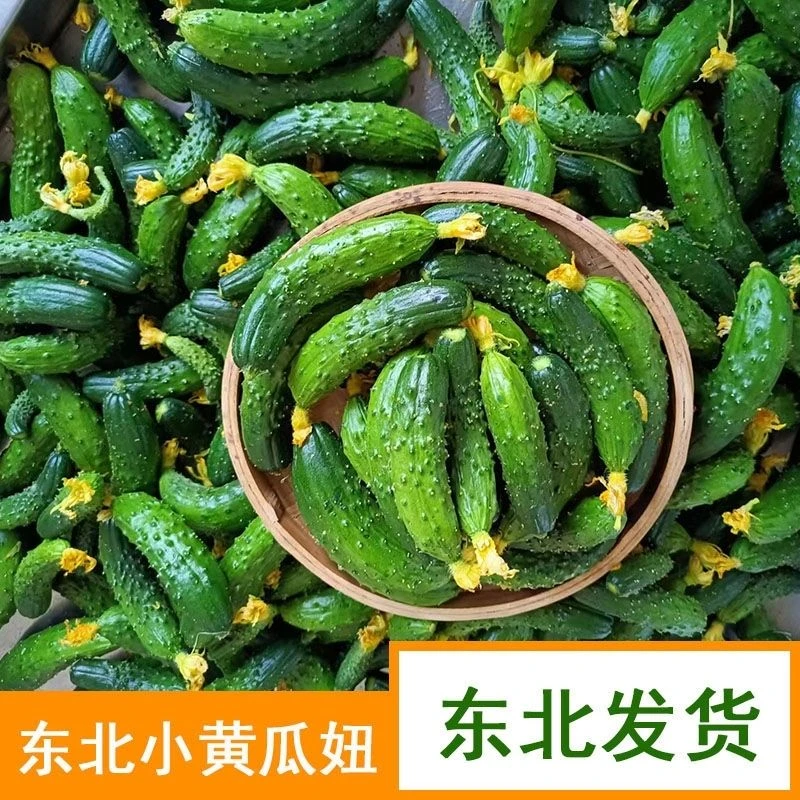 新鲜小旱黄瓜妞现摘现发脆嫩爽口水果腌制酱菜东北旱黄瓜扭妞生吃