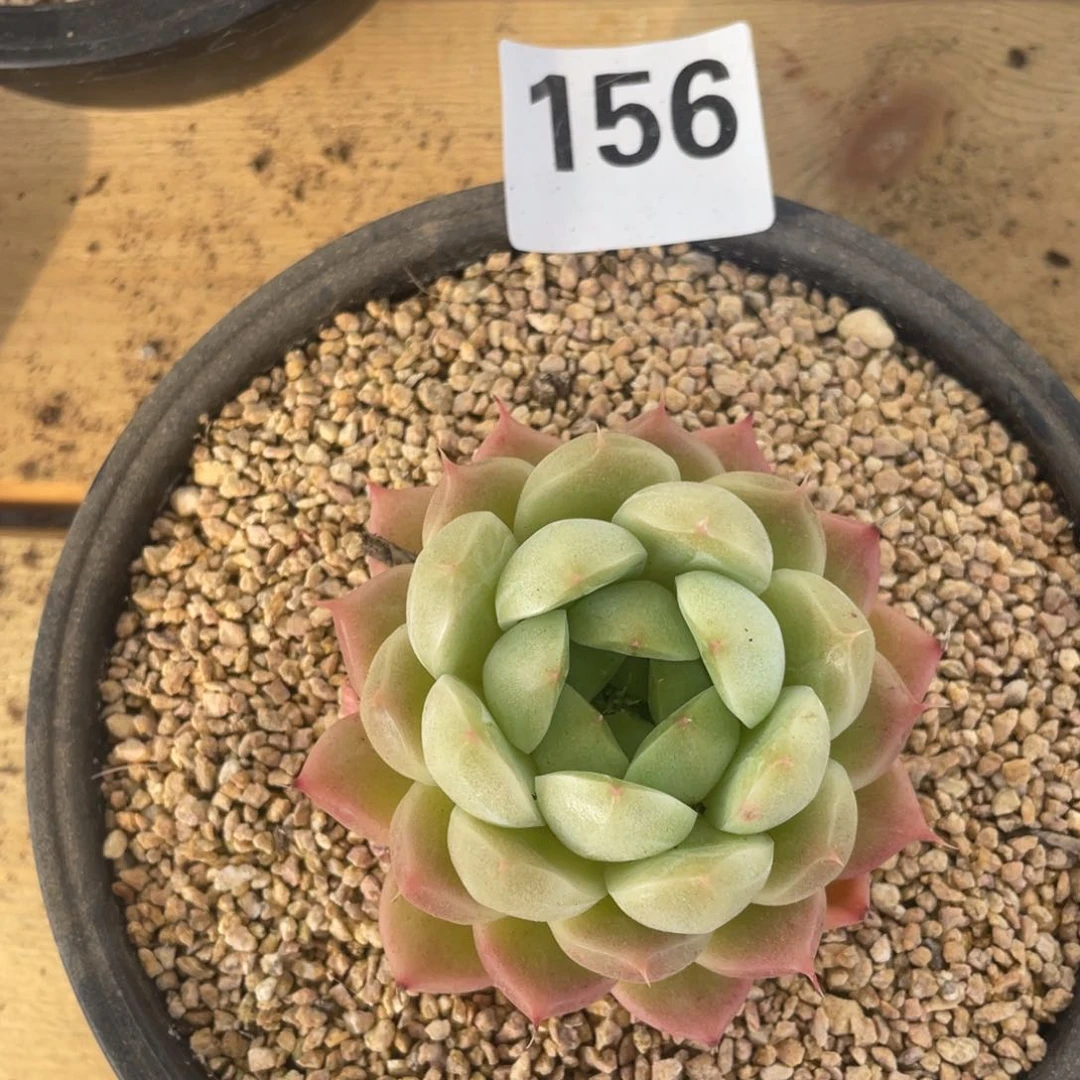 麦秆珍妮多肉156