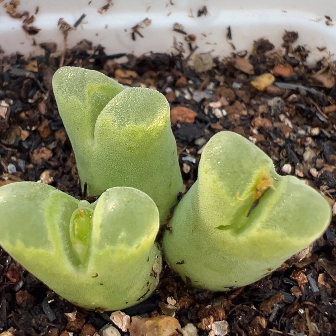 冰奶瓶群多肉植物