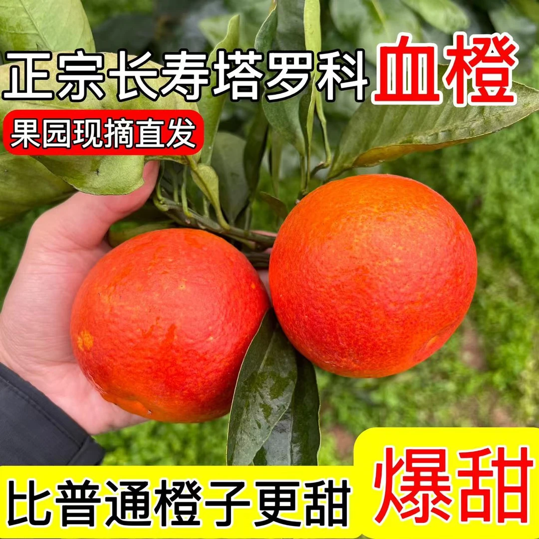 【果园现摘直发】正宗塔罗科血橙长寿湖现摘现发新鲜水果花青素橙子