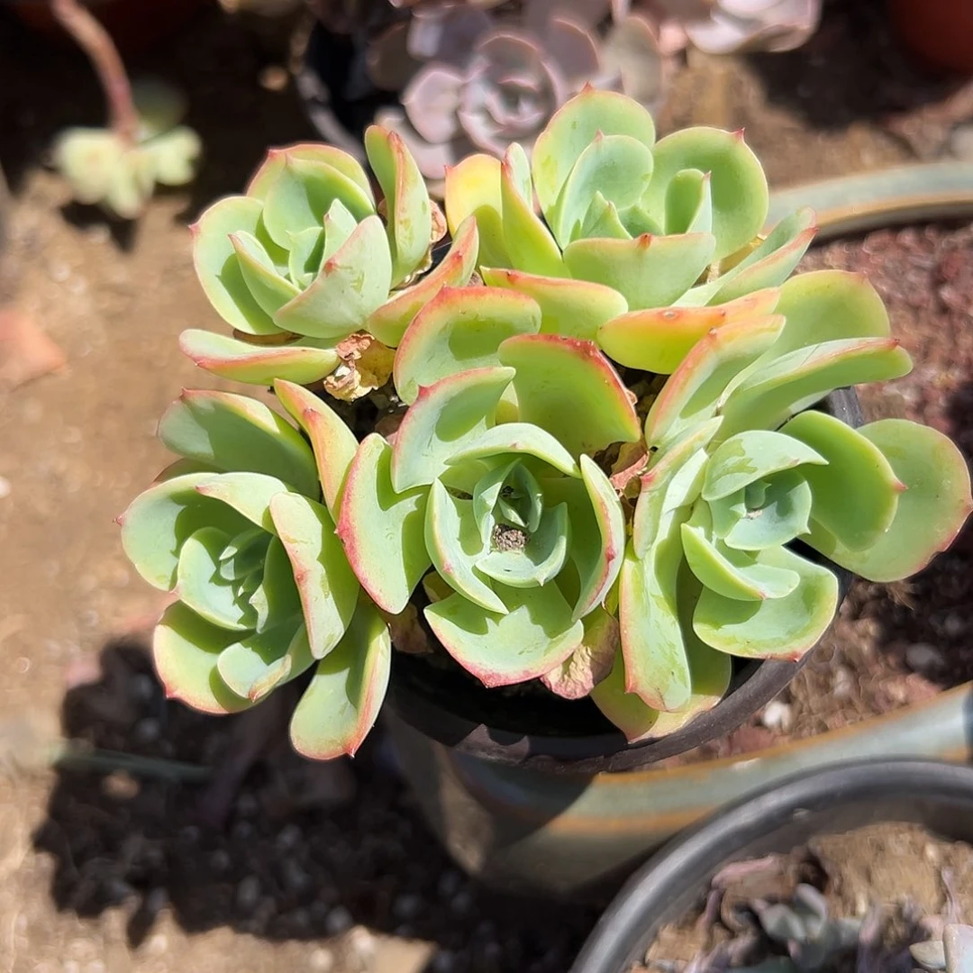 多肉植物柠檬玫瑰