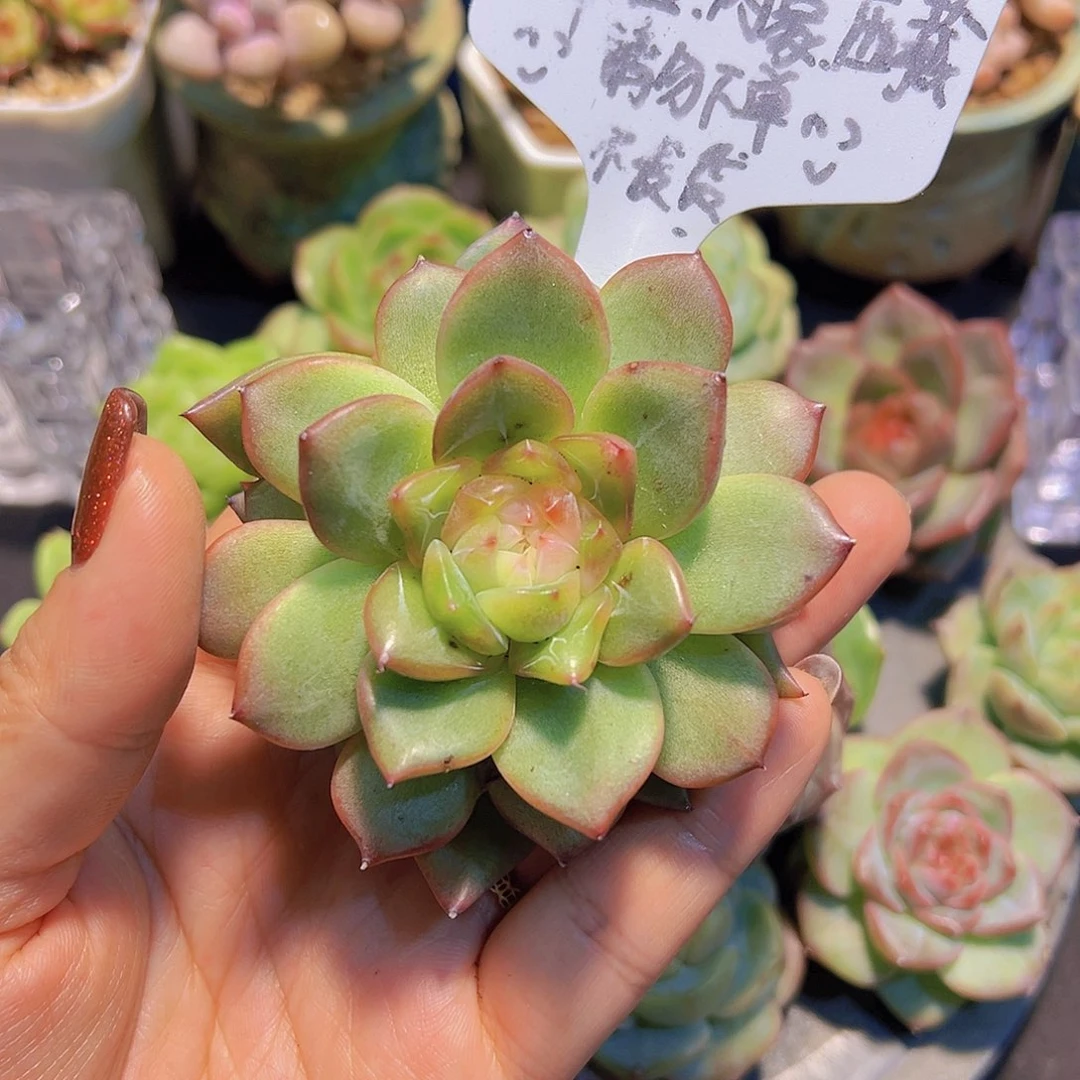 新品珍妮，裸根发货，