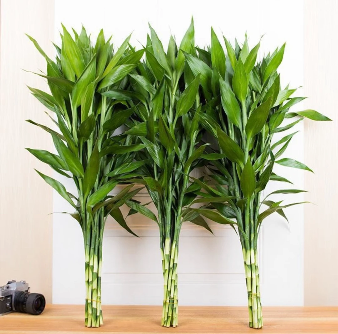 四季招财好运旺宅水培观音竹富贵水竹客厅室内办公盆栽绿植除甲醛