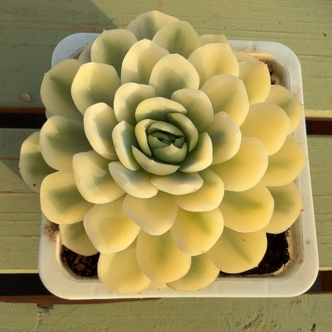 贝瑞锦锦上园艺一物一拍