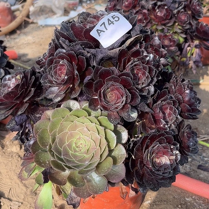 黑奇士多肉植物745