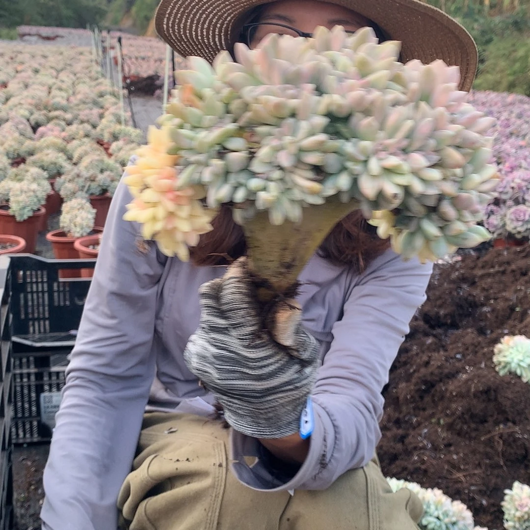 708 淡雪锦朵朵缀化 一物一拍