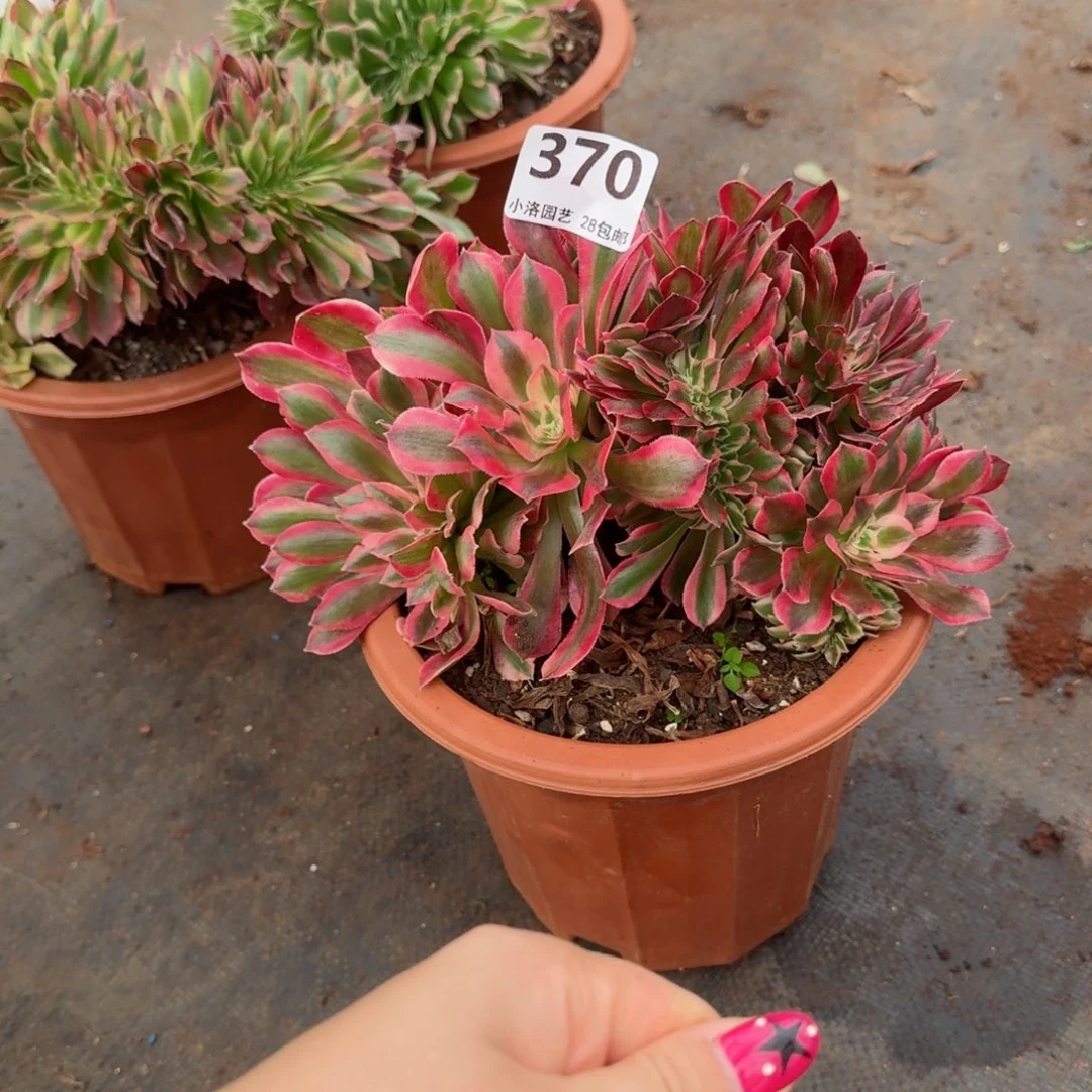 370粉女郎缀化多肉植物满28包邮