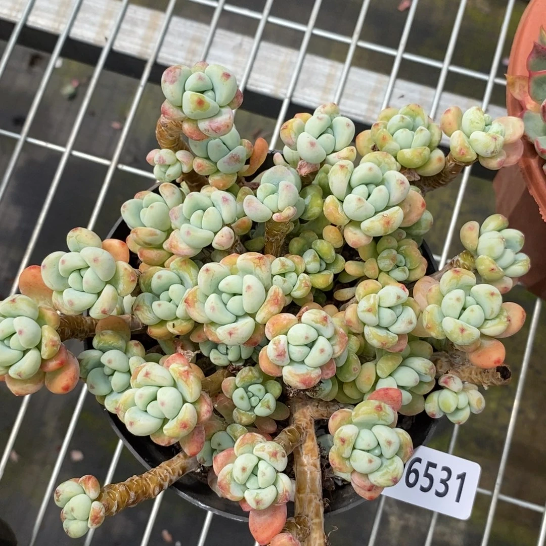 6531劳尔整桩一物一拍