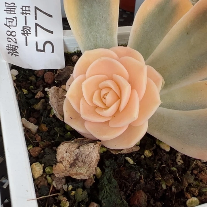 汉堡锦多肉植物577