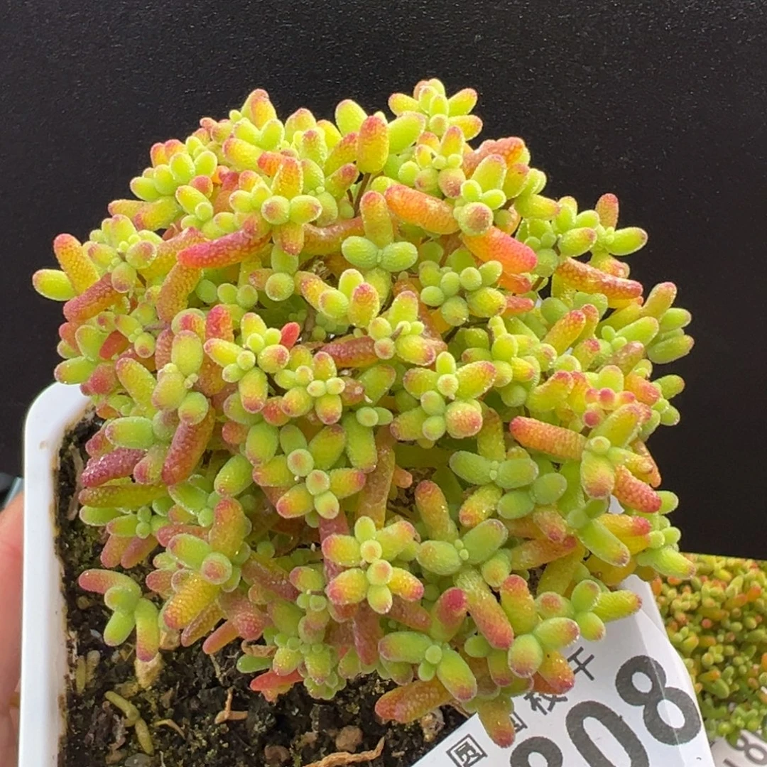 开播炸u808老桩蜜橘糖球冠幅6.5cm