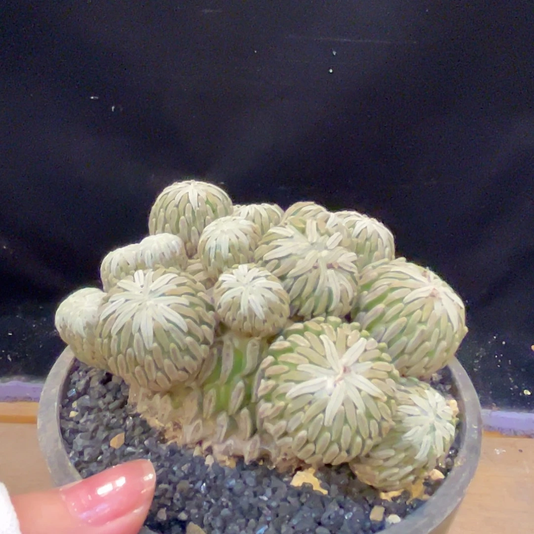 汤圆植物精巧丸好看