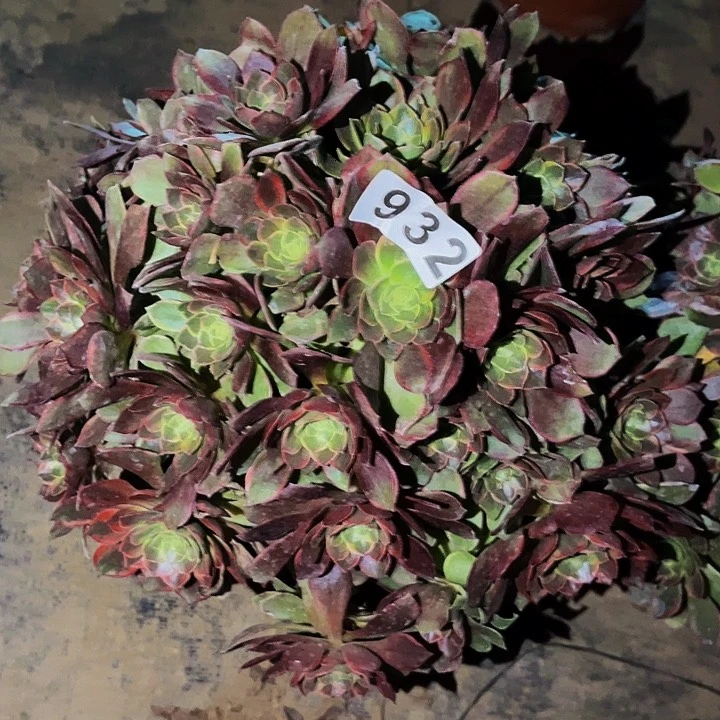 932黄金万两多肉植物处理不售后