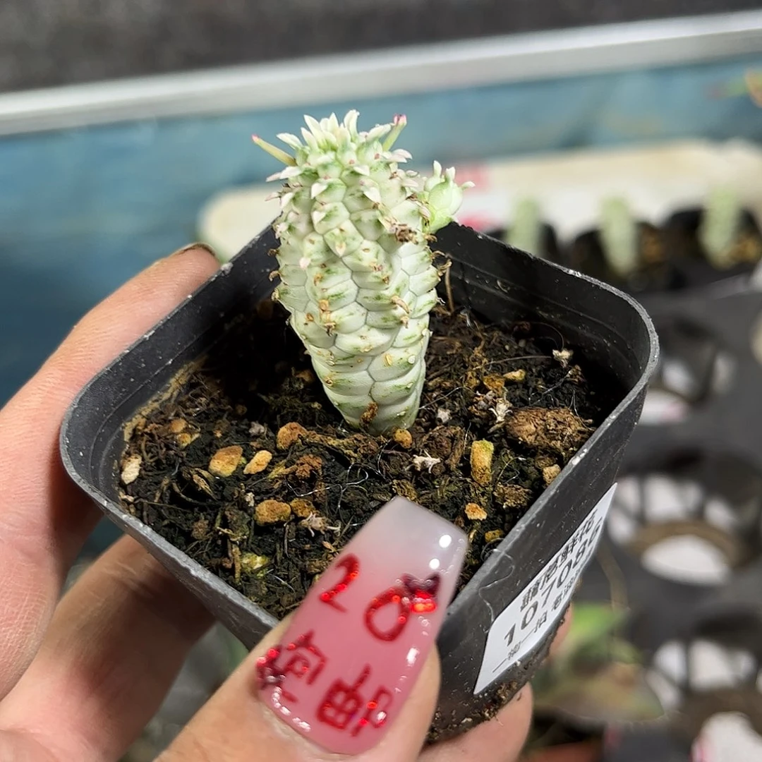 咔****咔107086一物一拍单头发货