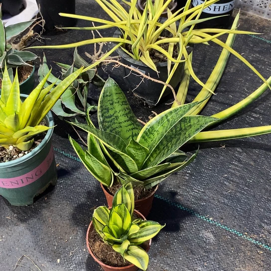 知***否无花朵金边虎耳➕惠特尼