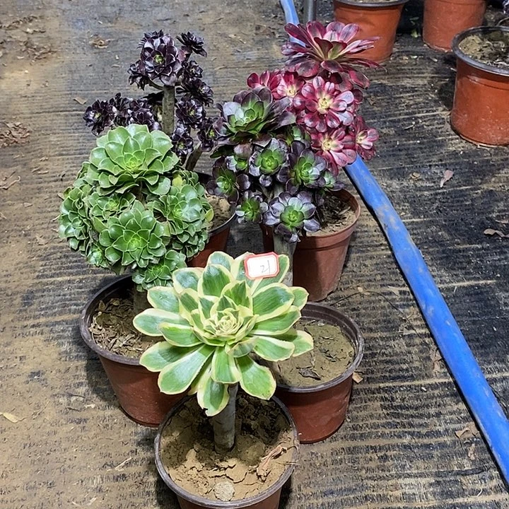 21，5棵134678999999