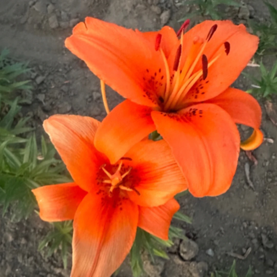 亚百合耐寒，拍一发4