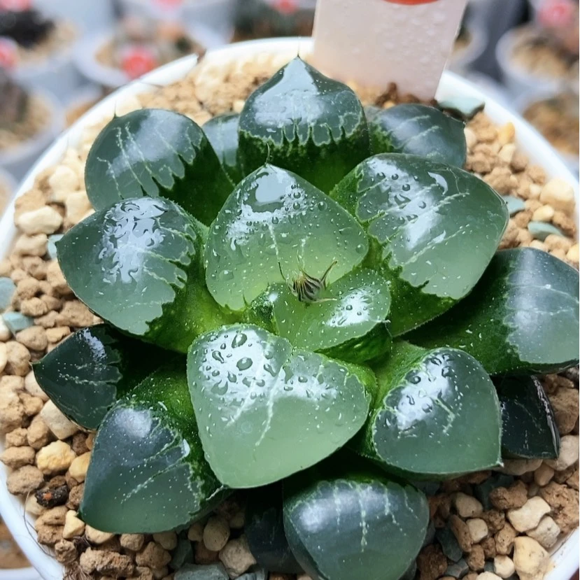【闪购商品】姬翠30