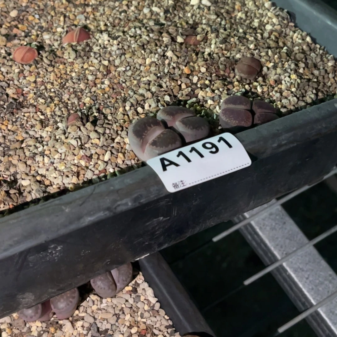 陈***希1191，1190福利筐2不售后