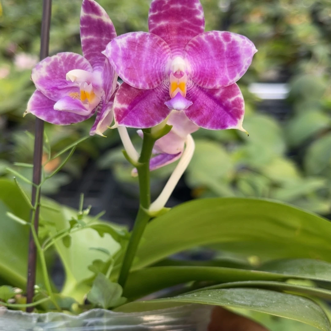 完全开放蝴蝶兰原生