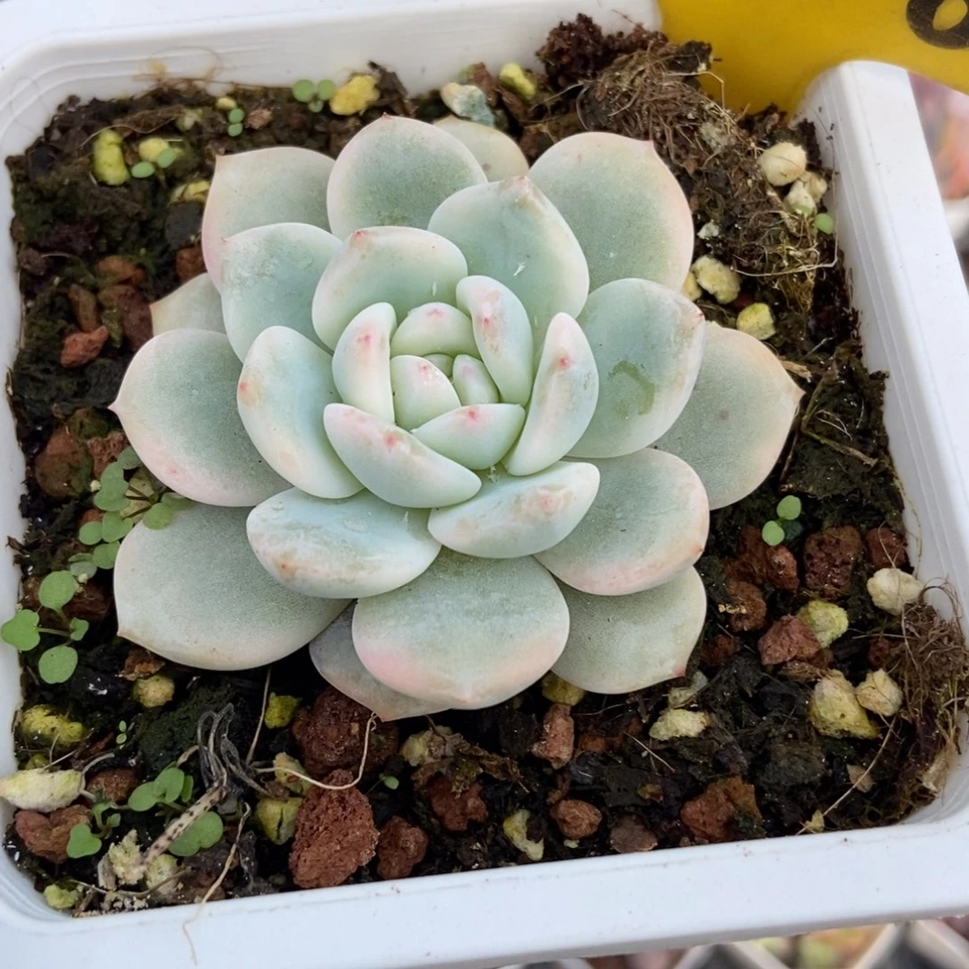 558梦露锦多肉植物多肉