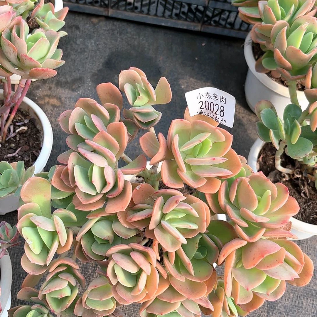 克利斯汀小20028