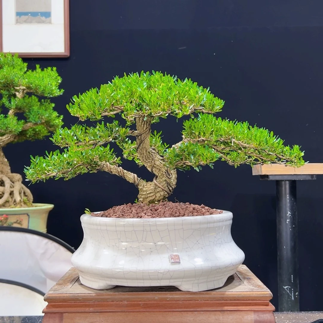 无花朵黄杨盆景四季常青