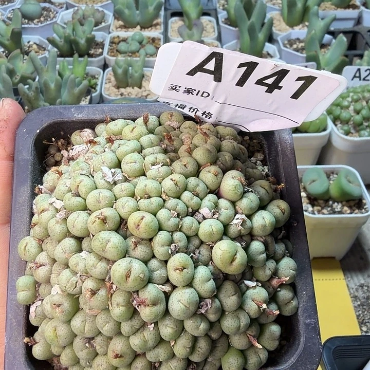 141。满38包邮肉锥