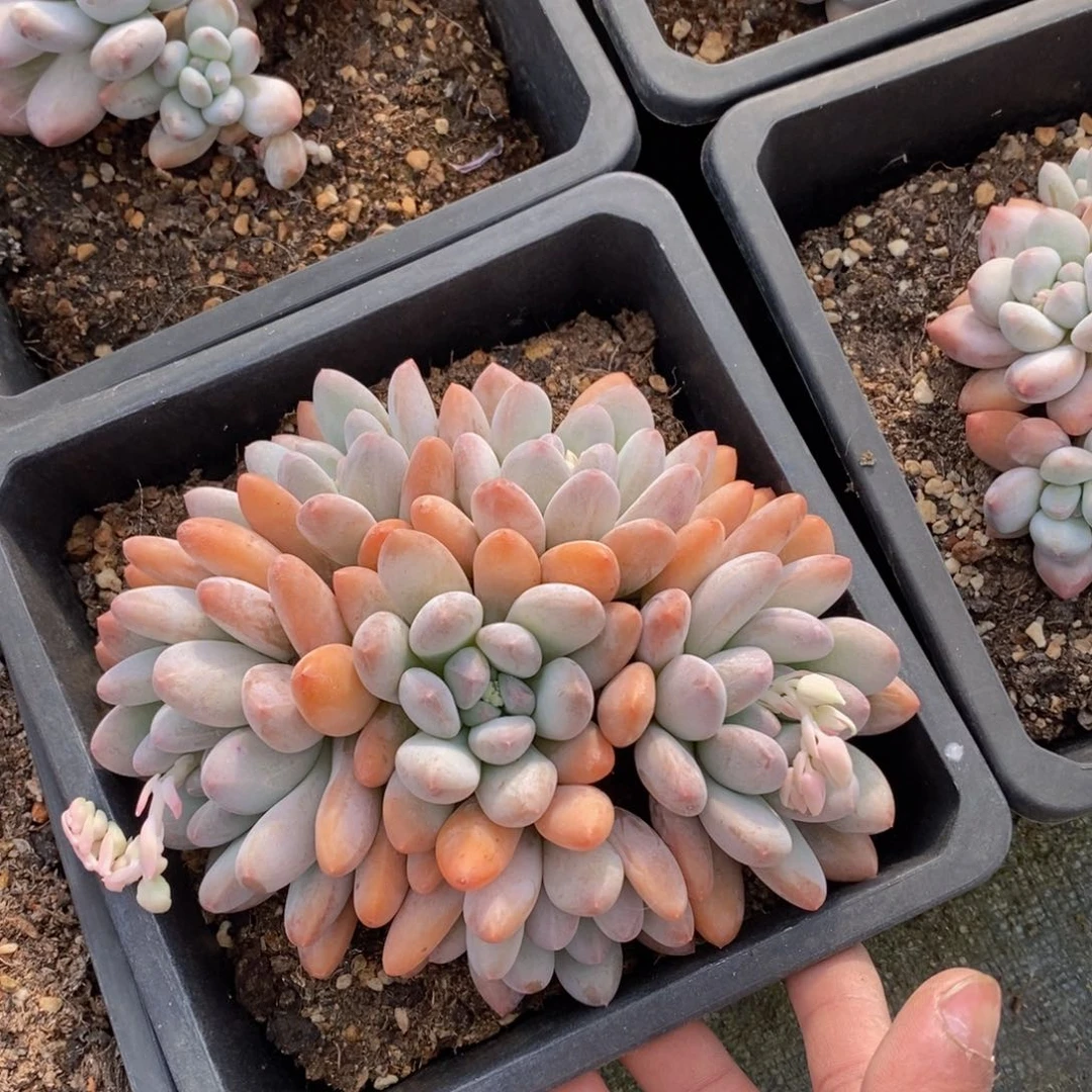 可问主播品种，下滑链接更多品种选择多肉