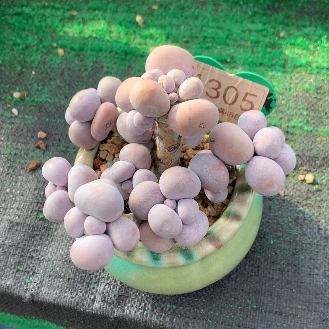 亦***影烟美人老桩无砍1305