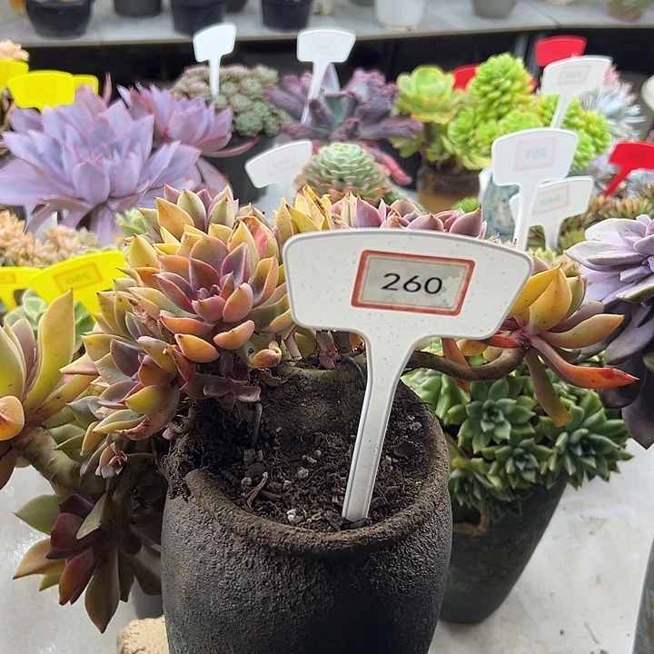 墨***^琼斯多肉植物保护260